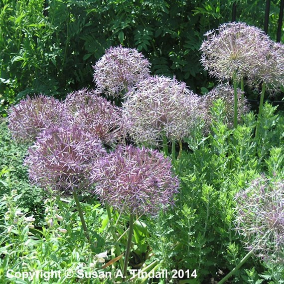 Allium Cristophii Perennial Plant 2L Pot - Set of 3