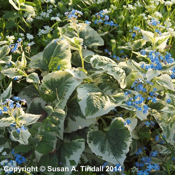 Brunnera Mac Variegata Perennial Plant 2L Pot - Set of 3