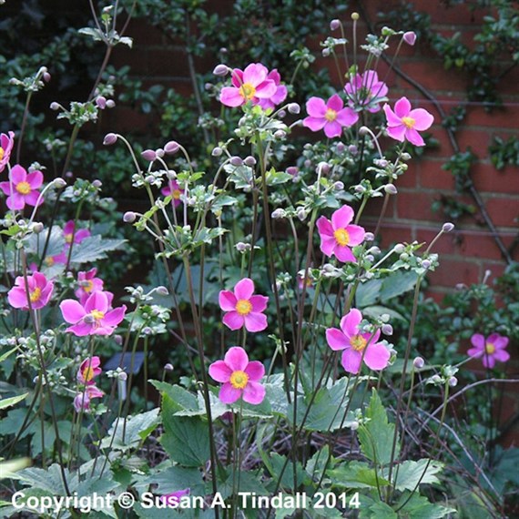 Anemone Jap Splendens Perennial Plant 9cm - Set of 3