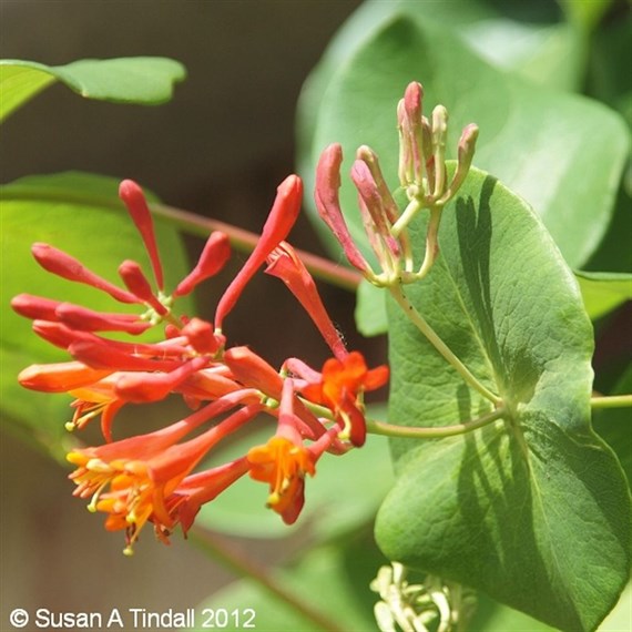 Lonicera x heckrottii Goldflame 3L Climber Plant