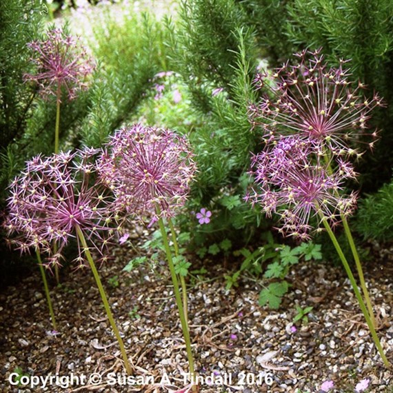 Allium Schubertii Perennial Plant 2L - Set of 3