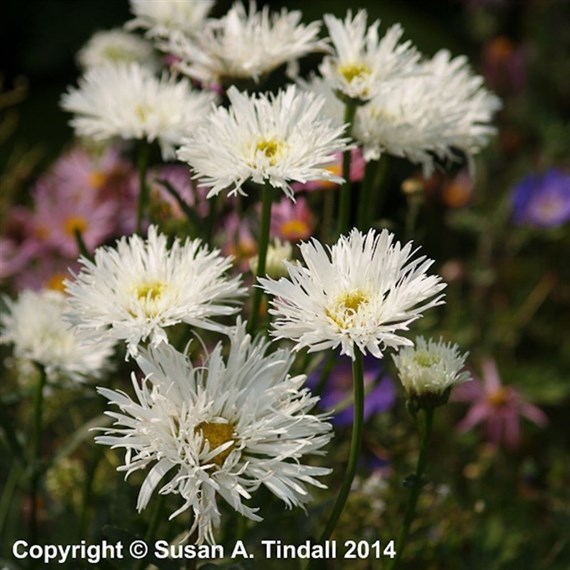 Leucanthemum Aglaia Perennial Plant 9cm Pot - Set of 3