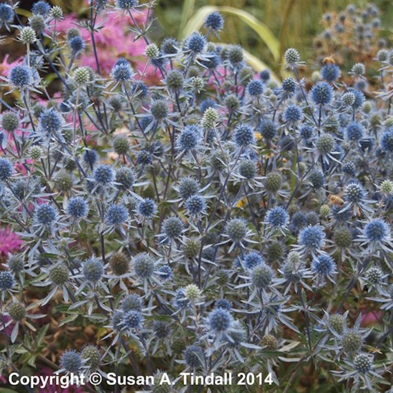 Eryngium Planum Perennial Plant 9cm Pot - Set of 3