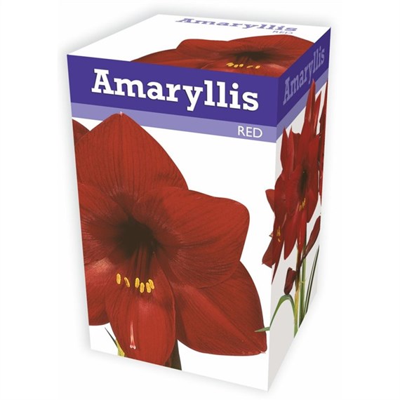 Taylors Bulbs Amaryllis Red (AP501)