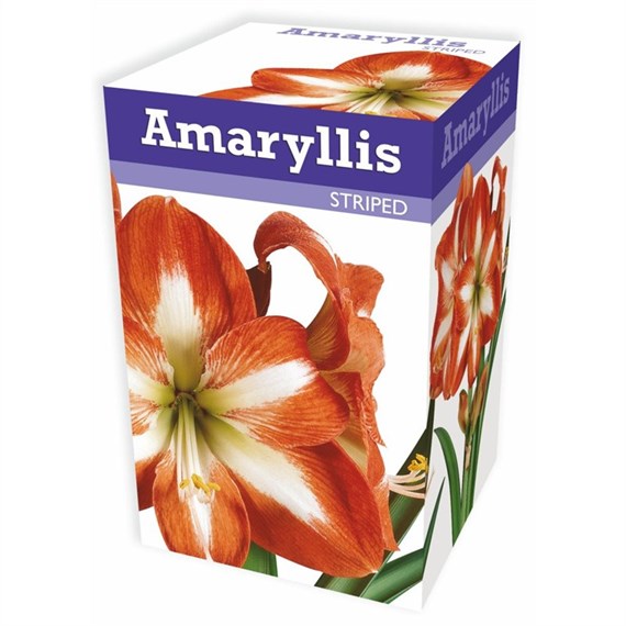 Taylors Bulbs Amaryllis Striped (AP502)