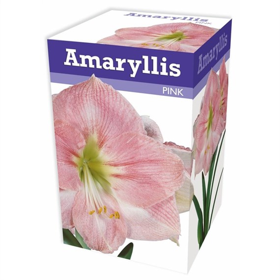 Taylors Bulbs Amaryllis Pink (AP503)