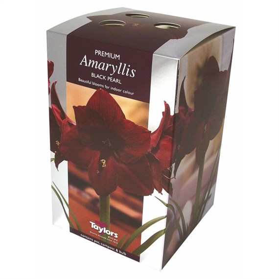 Taylors Bulbs Amaryllis Black Pearl - Single (AP75B)