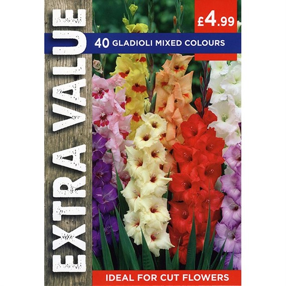 Taylors Bulbs Gladioli Mixed Colours (30 Pack) (ESV503)