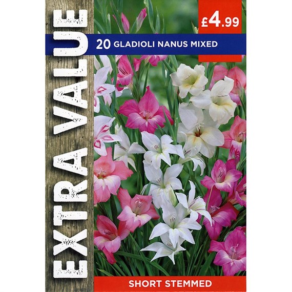 Taylors Bulbs Gladioli Nanus Mixed (15 Pack) (ESV504)