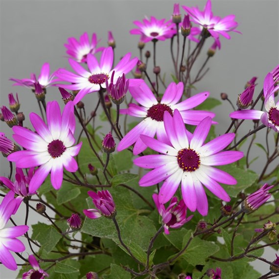 Senetti Magenta Bicolour 6.5L Pot Bedding