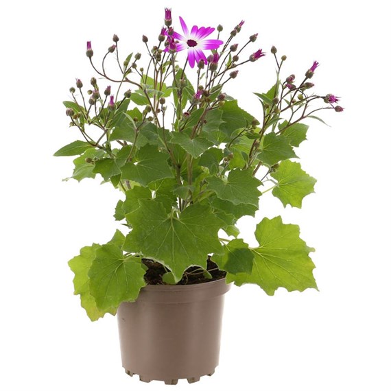 Senetti Magenta 6.5L Pot Bedding