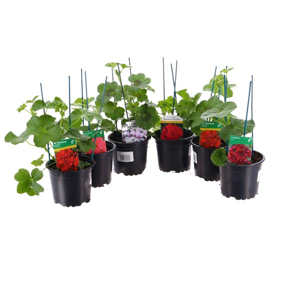 A Lucky Dip Selection! Geraniums Ivy Leaf Mixed - 6 x 10.5cm Pot Bedding