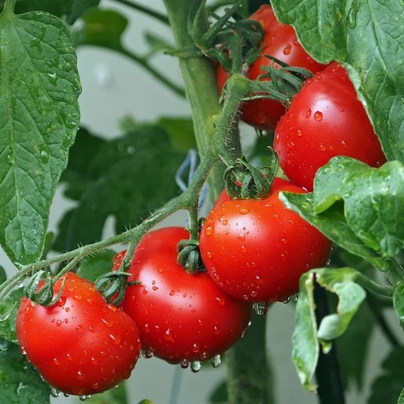 A Lucky Dip Selection! Tomatoes - 6 x 10.5cm Pot Vegetables