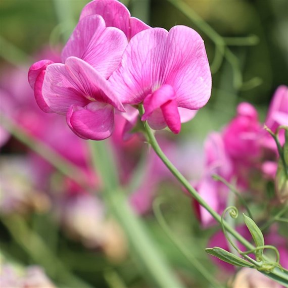 A Lucky Dip Selection! Sweet Peas - 15 x 10.5cm Tray