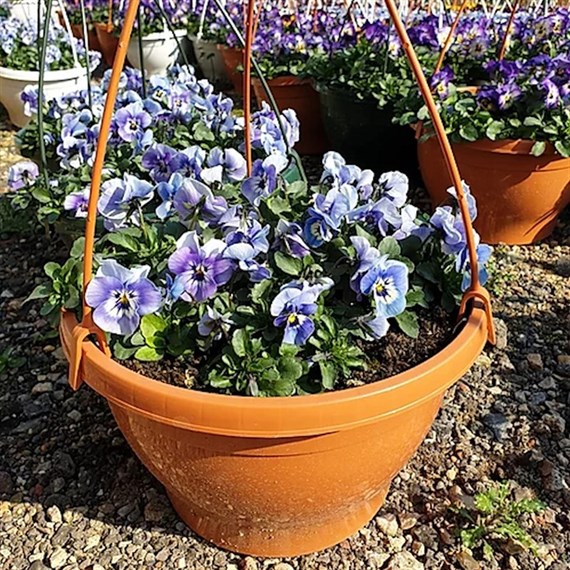 A Lucky Dip Selection! Hanging Pot: Viola Twin Pack Lucky Dip (2 x 25cm Hanging Baskets)