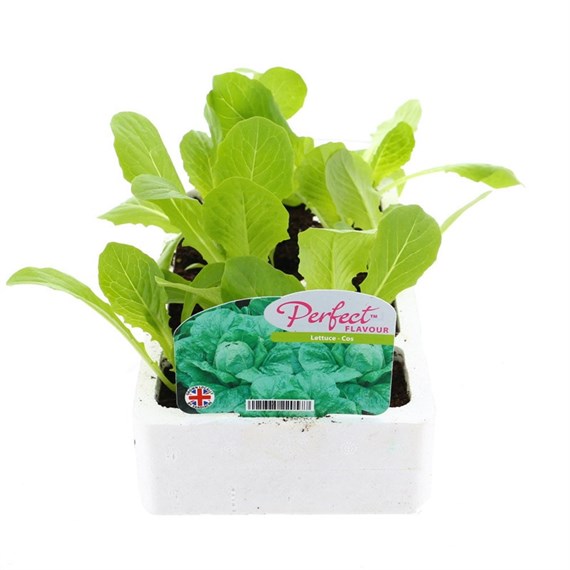 Lettuce Cos 12 Pack Boxed Vegetables