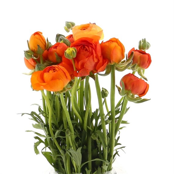 Ranunculus (x 5 Individual Stems) - Orange