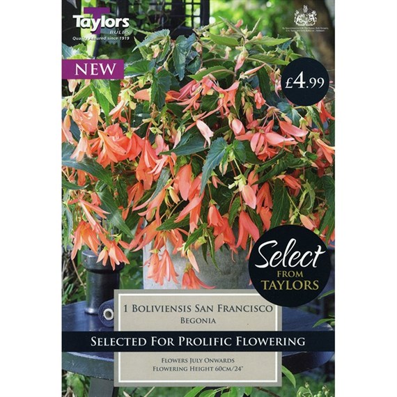 Taylors Bulbs Begonia Boliviensis San Fransisco (Single Pack) (SSE114)