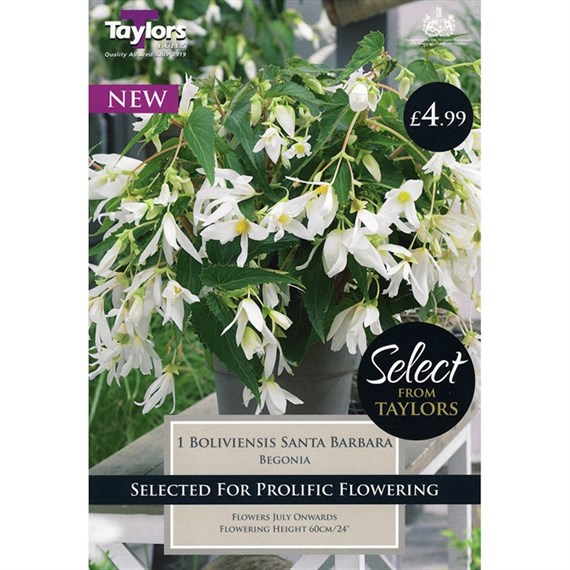 Taylors Bulbs Begonia Boliviensis Santa Barbara (Single Pack) (SSE115)