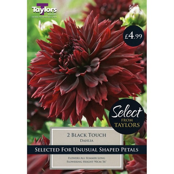 Taylors Bulbs Dahlia Black Touch (2 Pack) (SSE132)