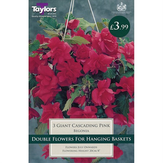 Taylors Bulbs Begonia Pink Giant Cascading (3 Pack) (TS225)