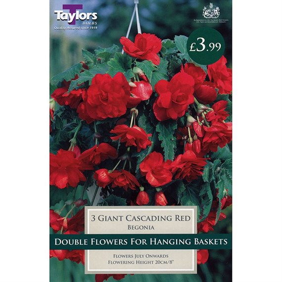 Taylors Bulbs Begonia Red Giant Cascading (3 Pack) (TS227)