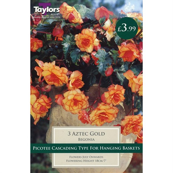 Taylors Bulbs Begonia Aztec Gold Exotic (3 Pack) (TS242)