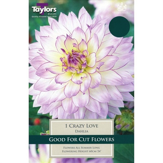 Taylors Bulbs Dahlia Crazy Love (Single Pack) (TS306)