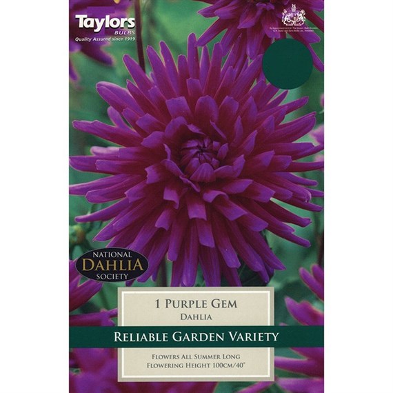 Taylors Bulbs Dahlia Purple Gem (Single Pack) (TS313)