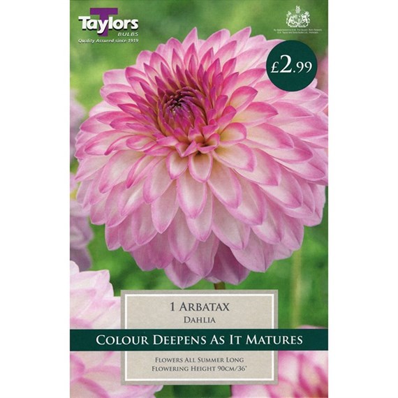 Taylors Bulbs Dahlia Arbatax (Single Pack) (TS315)