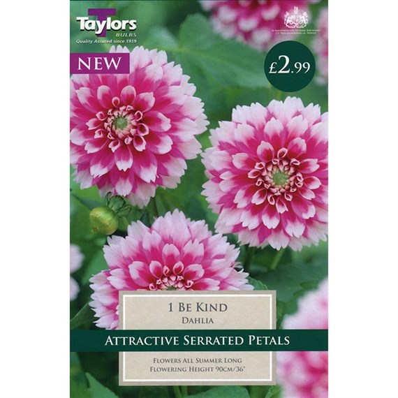 Taylors Bulbs Dahlia Be Kind (Single Pack) (TS319)