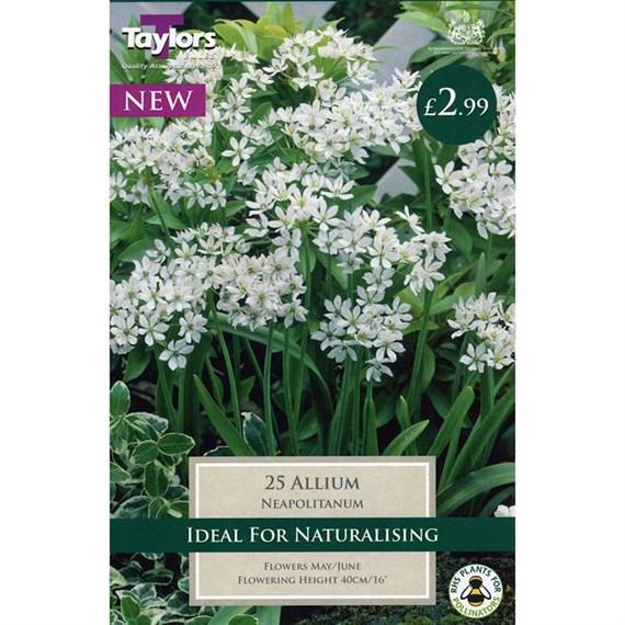 Taylors Bulbs Allium Neapolitanum (30 Pack) (TS613)