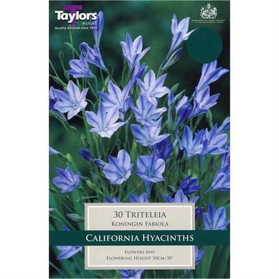 Taylors Bulbs Triteleia Koningin Fabiola (25 Pack) (TS797)