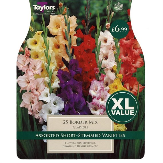 Taylors Bulbs Gladioli Border Mixed (25 Pack) (XL500)