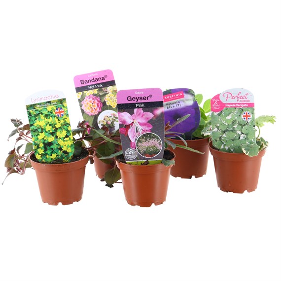 A Lucky Dip Selection! Hanging Basket Mixed - 5 x 7cm Pot Bedding