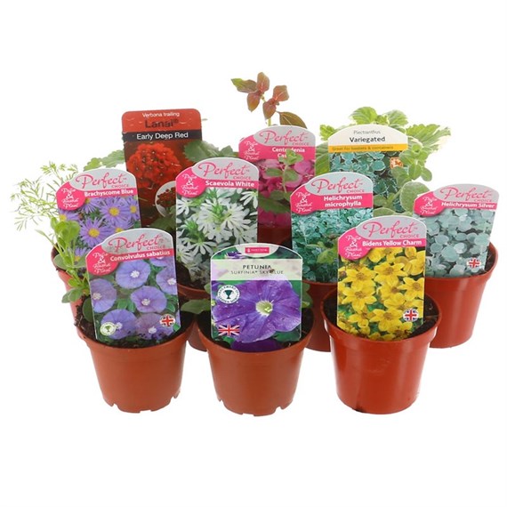 A Lucky Dip Selection! Basket Plants 10 x 7cm Pot Bedding