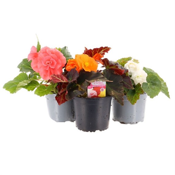 A Lucky Dip Selection! Begonia Nonstop - 13cm x 3 Pot Bedding