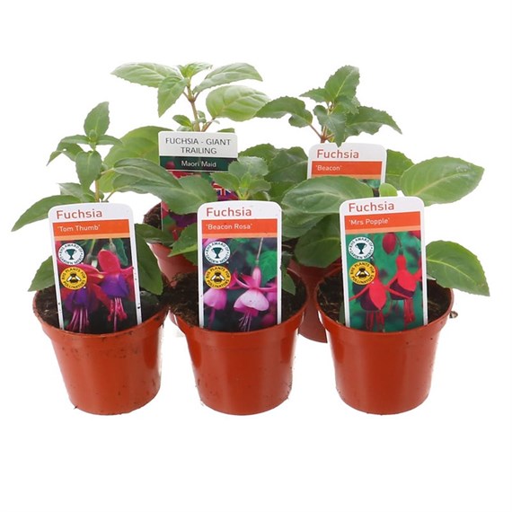 A Lucky Dip Selection! Fuchsia Bush Mixed - 5 x 7cm Pot Bedding