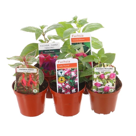 A Lucky Dip Selection! Fuchsia Trailing Mixed - 5 x 7cm Pot Bedding