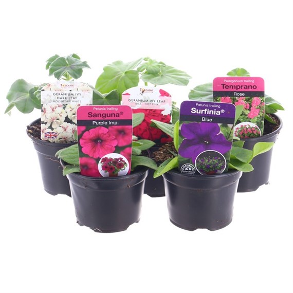 A Lucky Dip Selection! Starter Plants Elite Mixed - 5 x 9cm Pot Bedding