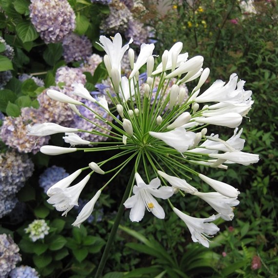 Agapanthus Umbellatus Alba Perennial Plant 9cm - Set of 3