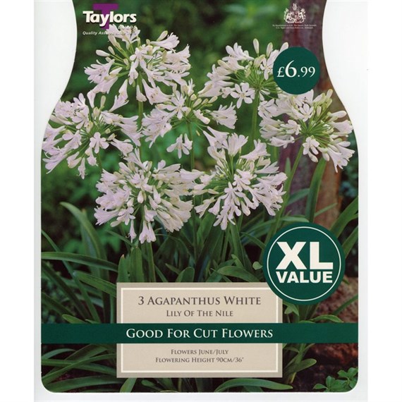 Taylors Bulbs Agapanthus White (3 Pack) (XL561)