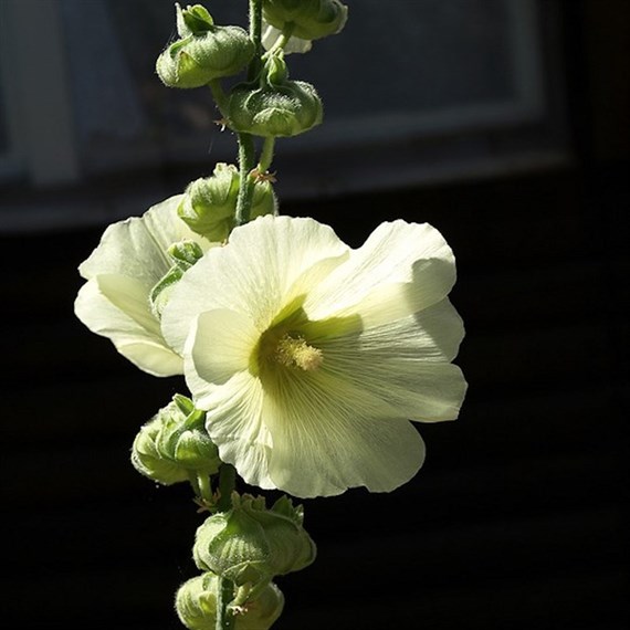 Alcea Chaters Double Yellow Perennial Plant 9cm Pot - Set of 3