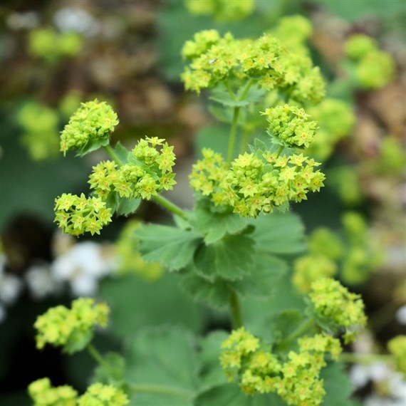 Alchemilla Mollis Perennial Plant 2L - Set of 3