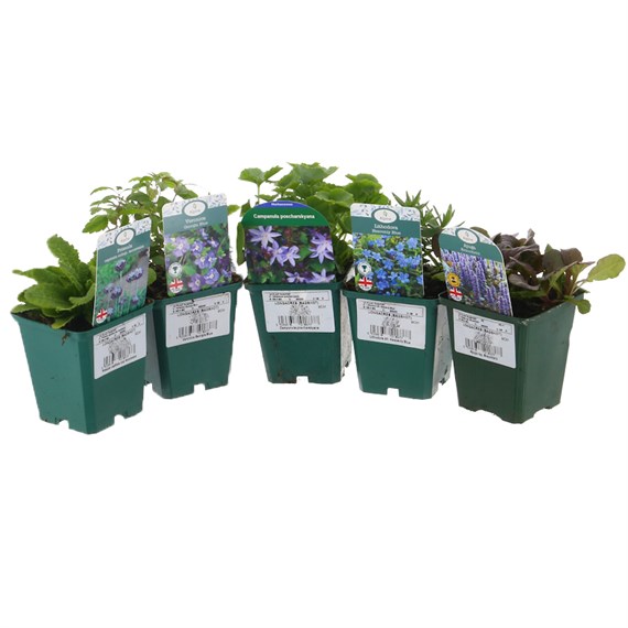 Alpine Plant 9cm - Set of 5 - Blue/Purple