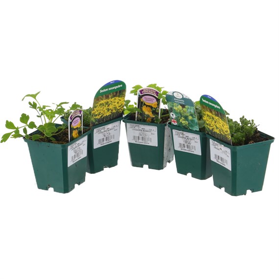 Alpine Plant 9cm - Set of 5 - Yellow