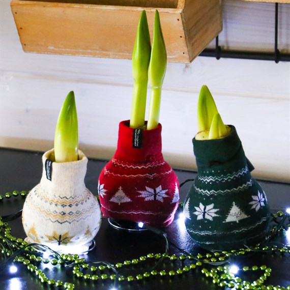 Amaryllis (Single) Waxed Christmas Houseplant - Nordic Jumper