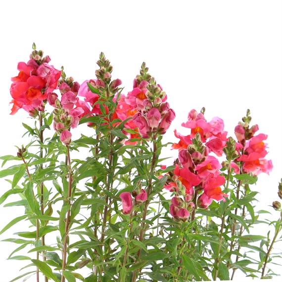 Antirrhinum F1 Coronette Crimson 12 Pack Boxed Bedding