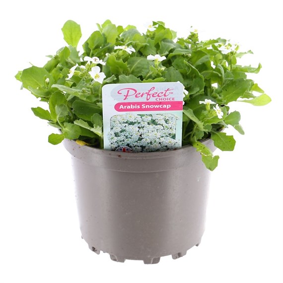 Arabis Snowcap 2L Pot Bedding