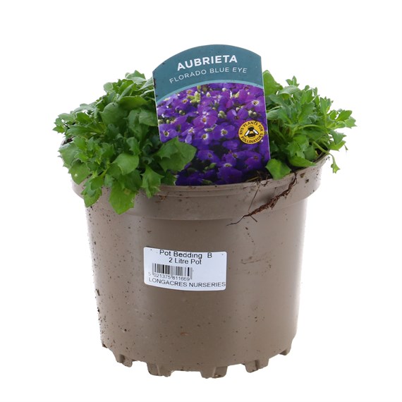 Aubrieta Florado Blue Eyes 2L Pot Bedding